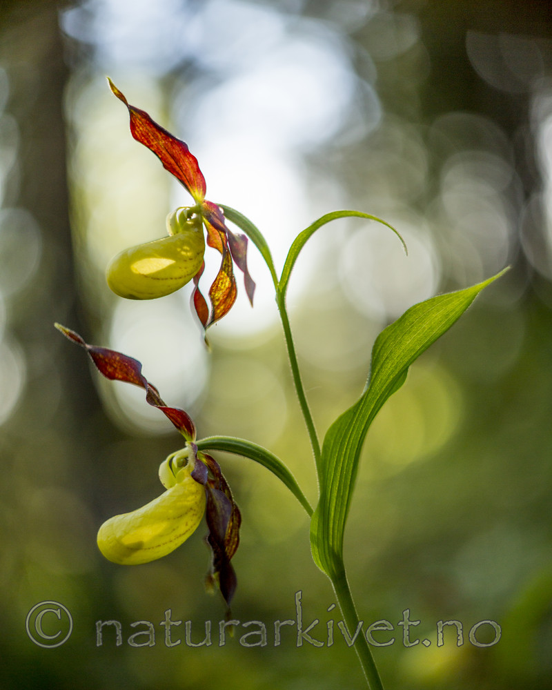 KA_160604_31 / Cypripedium calceolus / Marisko