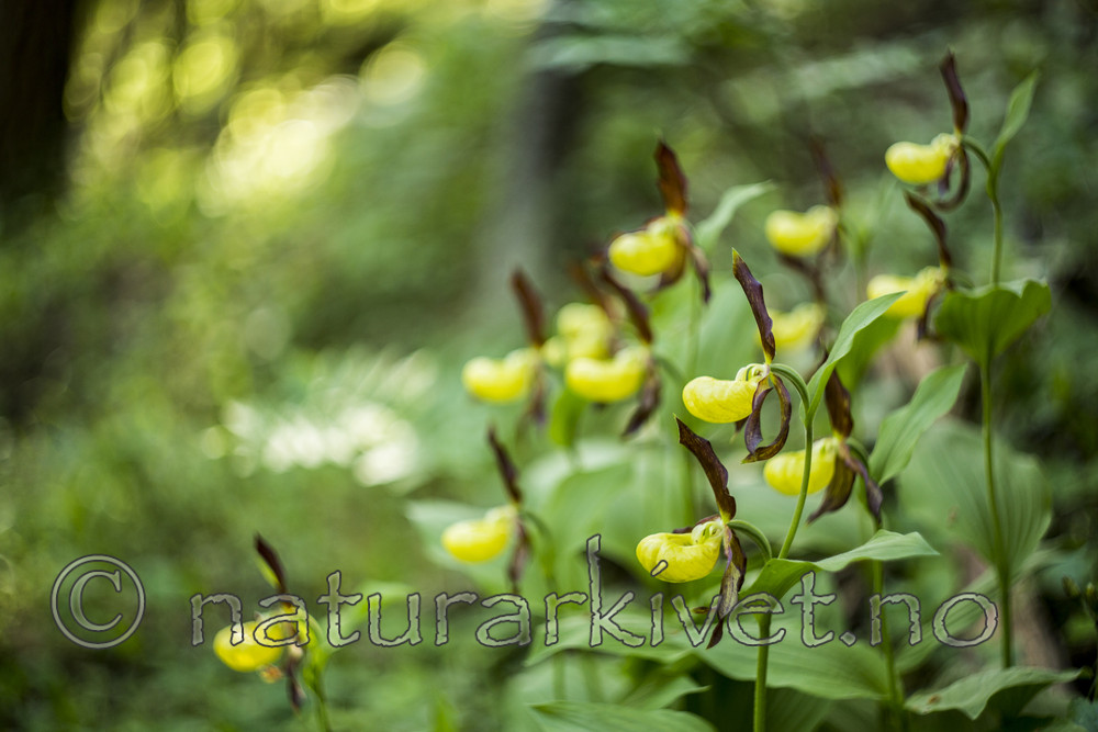 KA_160604_33 / Cypripedium calceolus / Marisko