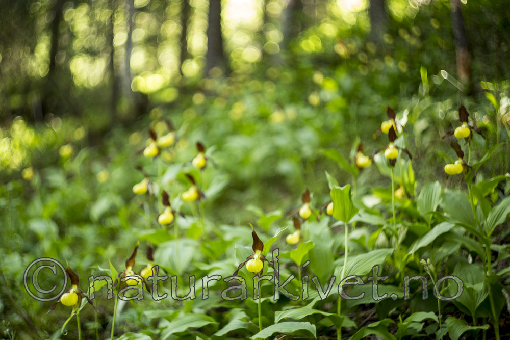KA_160604_37 / Cypripedium calceolus / Marisko