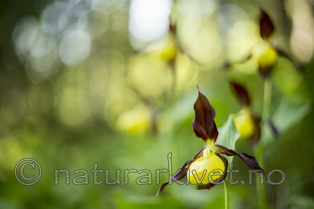 KA_160604_39 / Cypripedium calceolus / Marisko