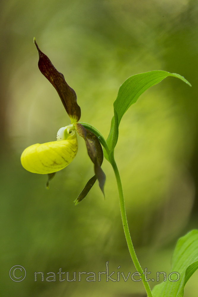 KA_160604_5 / Cypripedium calceolus / Marisko