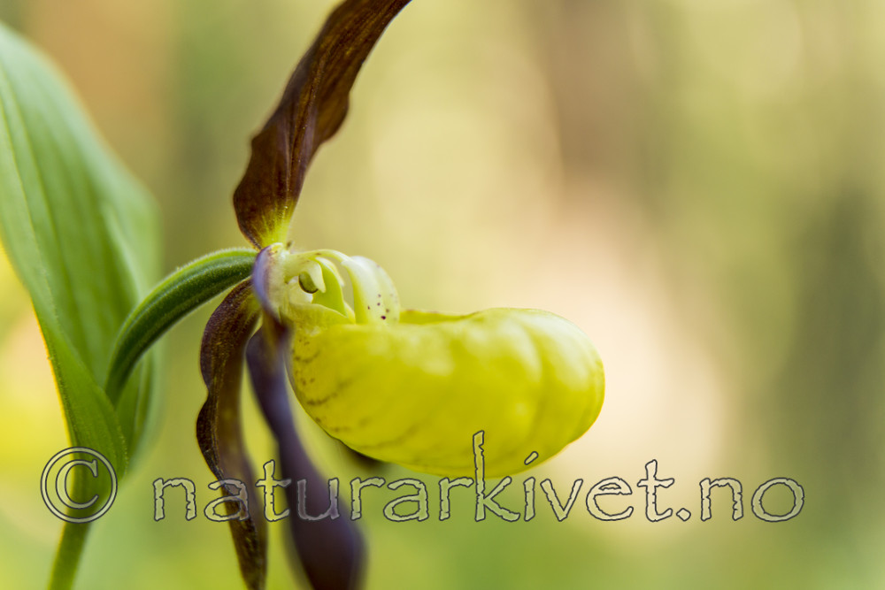 KA_160604_54 / Cypripedium calceolus / Marisko