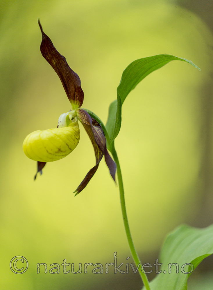 KA_160604_6 / Cypripedium calceolus / Marisko