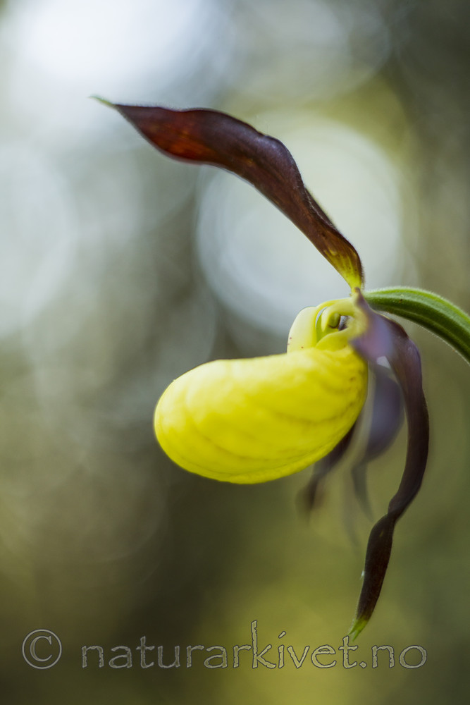 KA_160604_63 / Cypripedium calceolus / Marisko
