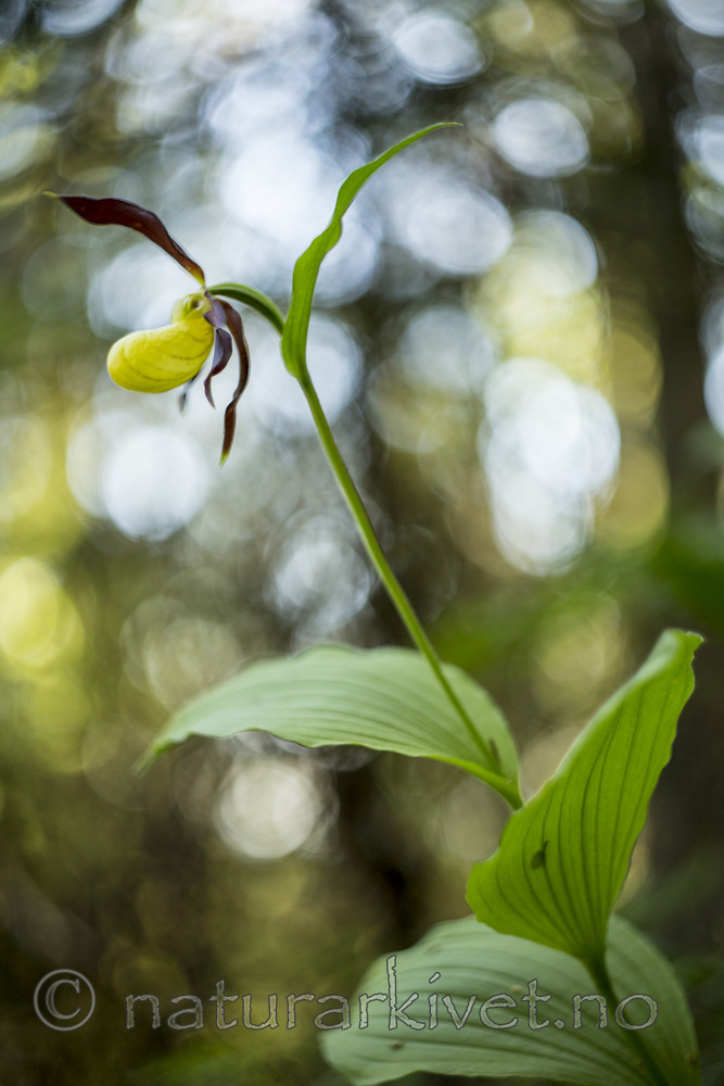 KA_160604_66 / Cypripedium calceolus / Marisko