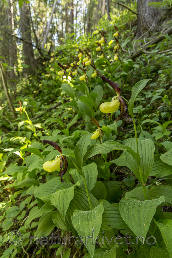 KA_160604_88 / Cypripedium calceolus / Marisko
