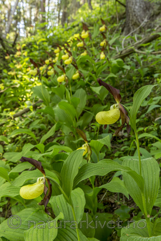 KA_160604_90 / Cypripedium calceolus / Marisko
