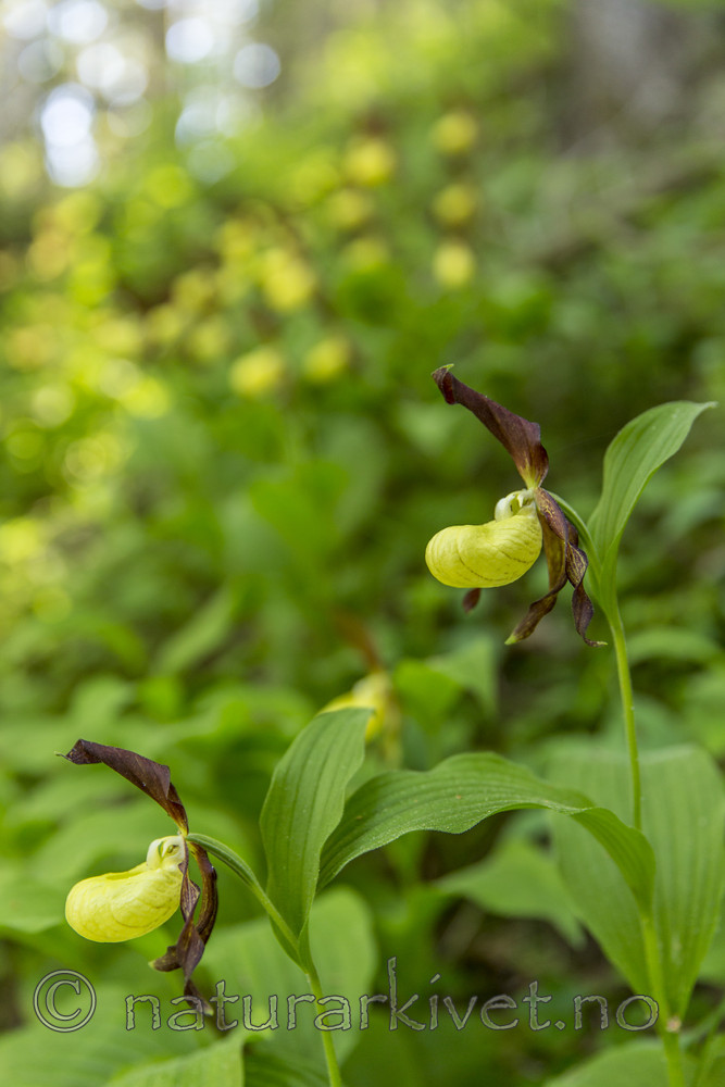 KA_160604_91 / Cypripedium calceolus / Marisko
