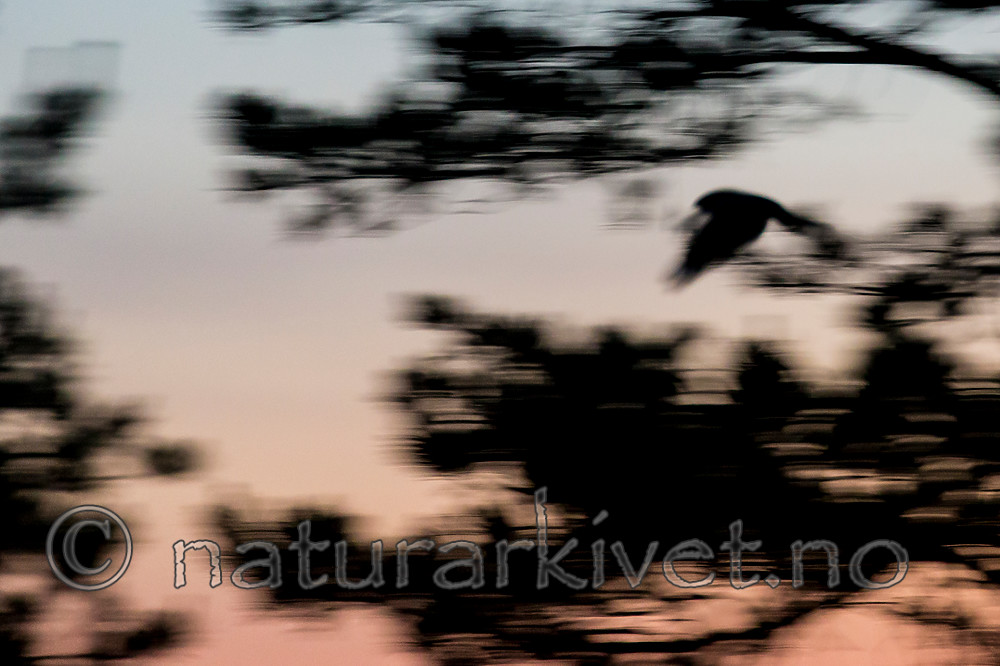 KA_160605_15 / Caprimulgus europaeus / Nattravn