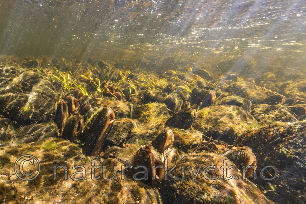 KA_160605_20 / Margaritifera margaritifera / Elvemusling