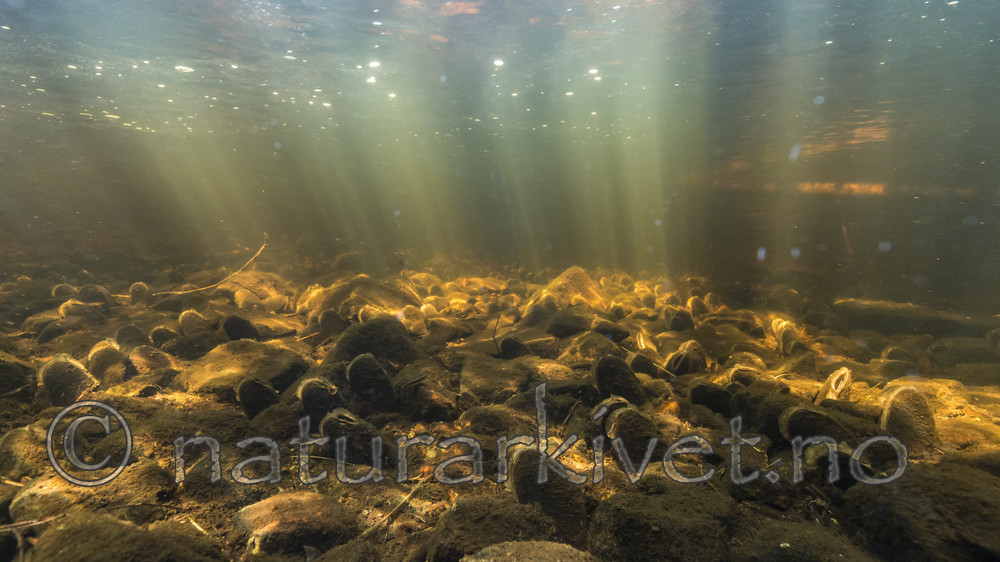 KA_160605_24 / Margaritifera margaritifera / Elvemusling