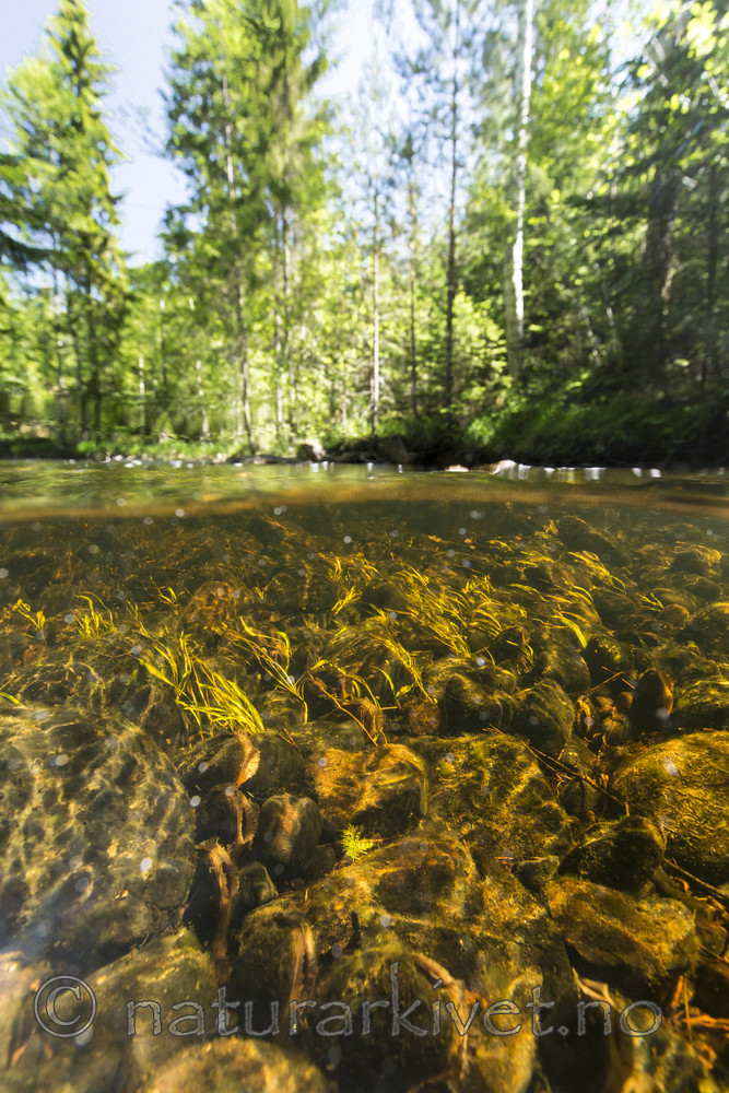 KA_160605_29 / Margaritifera margaritifera / Elvemusling