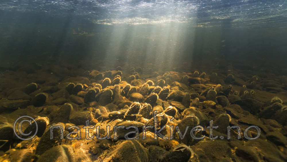 KA_160605_35 / Margaritifera margaritifera / Elvemusling