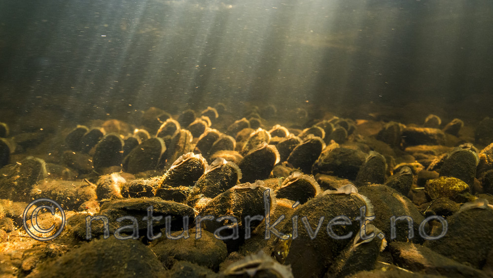 KA_160605_37 / Margaritifera margaritifera / Elvemusling