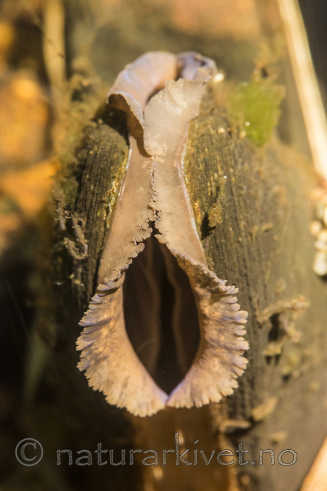 KA_160605_44 / Margaritifera margaritifera / Elvemusling