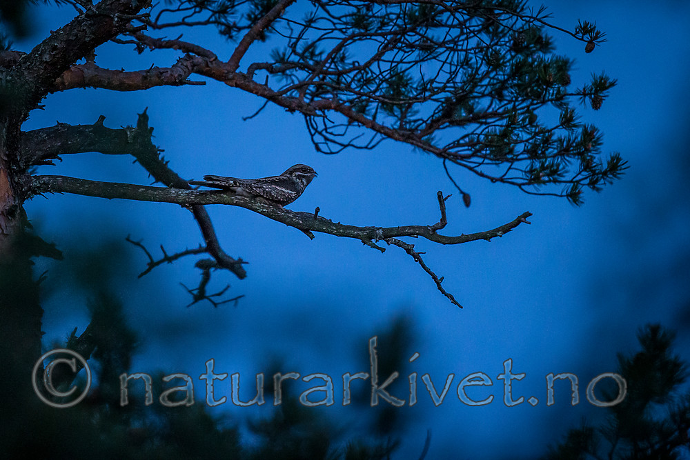 KA_160607_6 / Caprimulgus europaeus / Nattravn