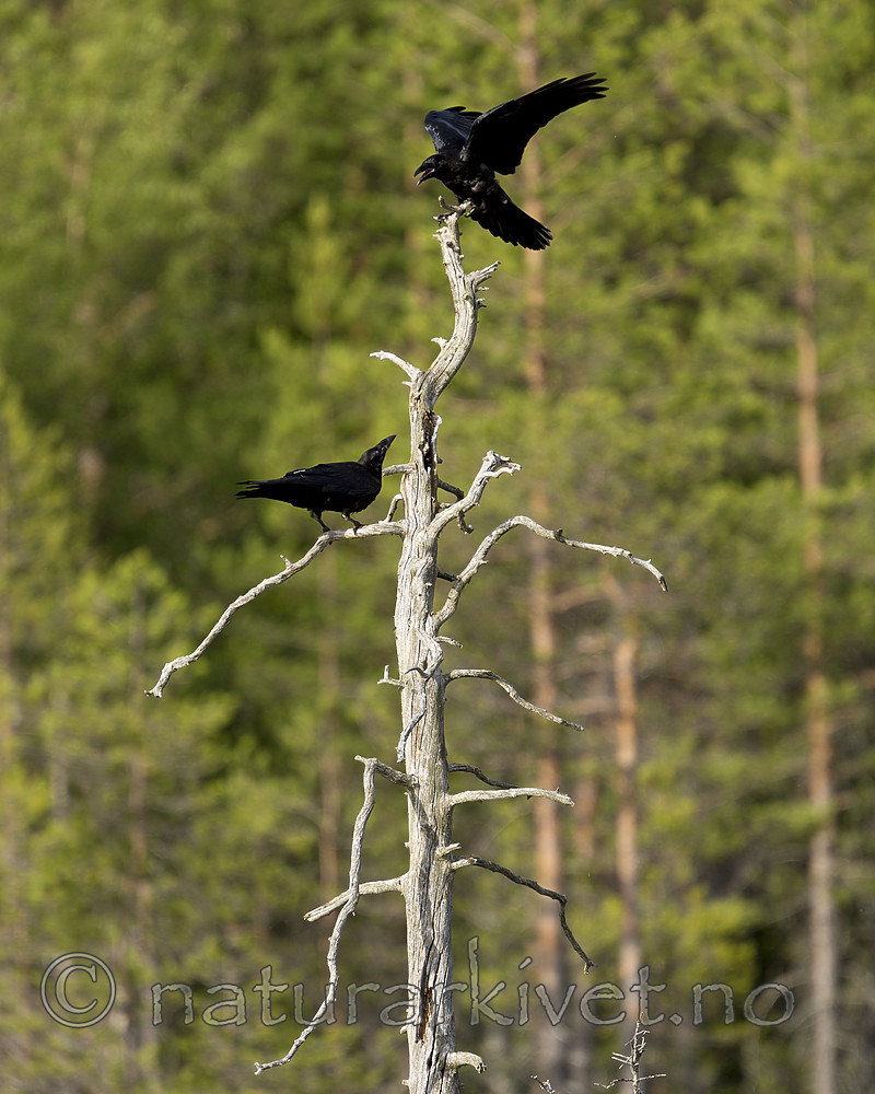 KA_160623_14 / Corvus corax / Ravn