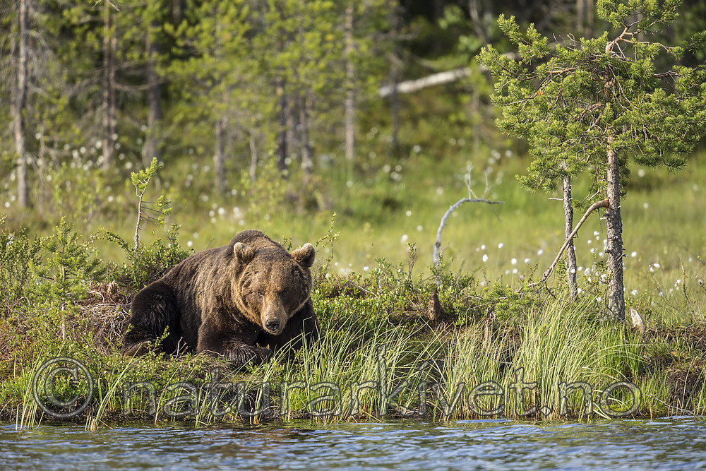 KA_160623_31 / Ursus arctos / Brunbjørn