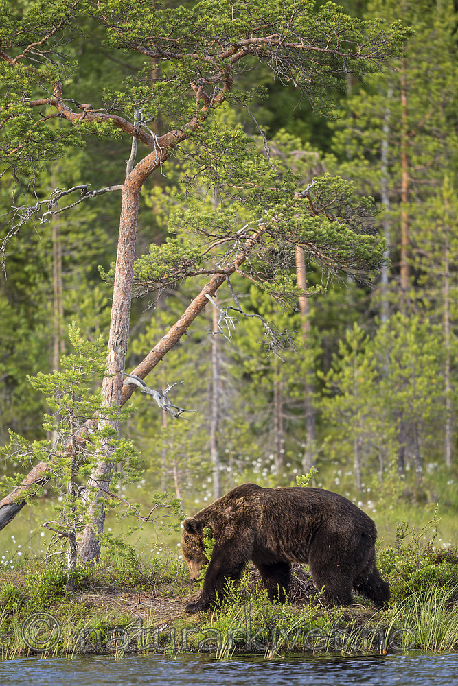 KA_160623_42 / Ursus arctos / Brunbjørn