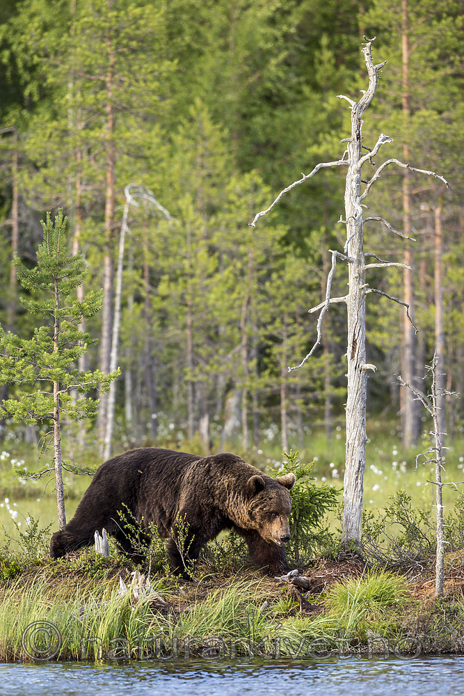 KA_160623_56 / Ursus arctos / Brunbjørn