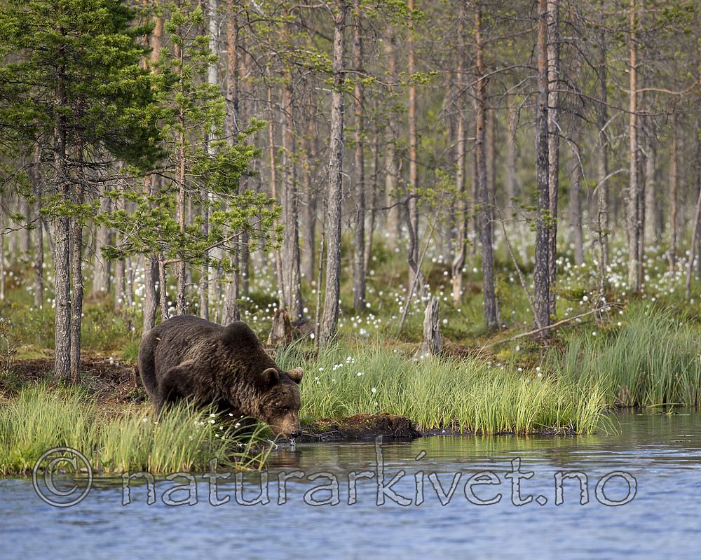 KA_160623_75 / Ursus arctos / Brunbjørn