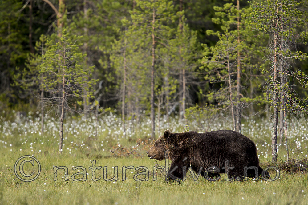 KA_160623_79 / Ursus arctos / Brunbjørn