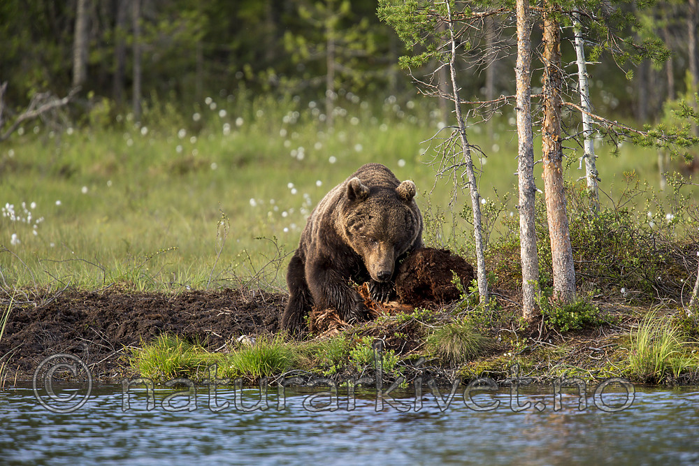 KA_160623_92 / Ursus arctos / Brunbjørn