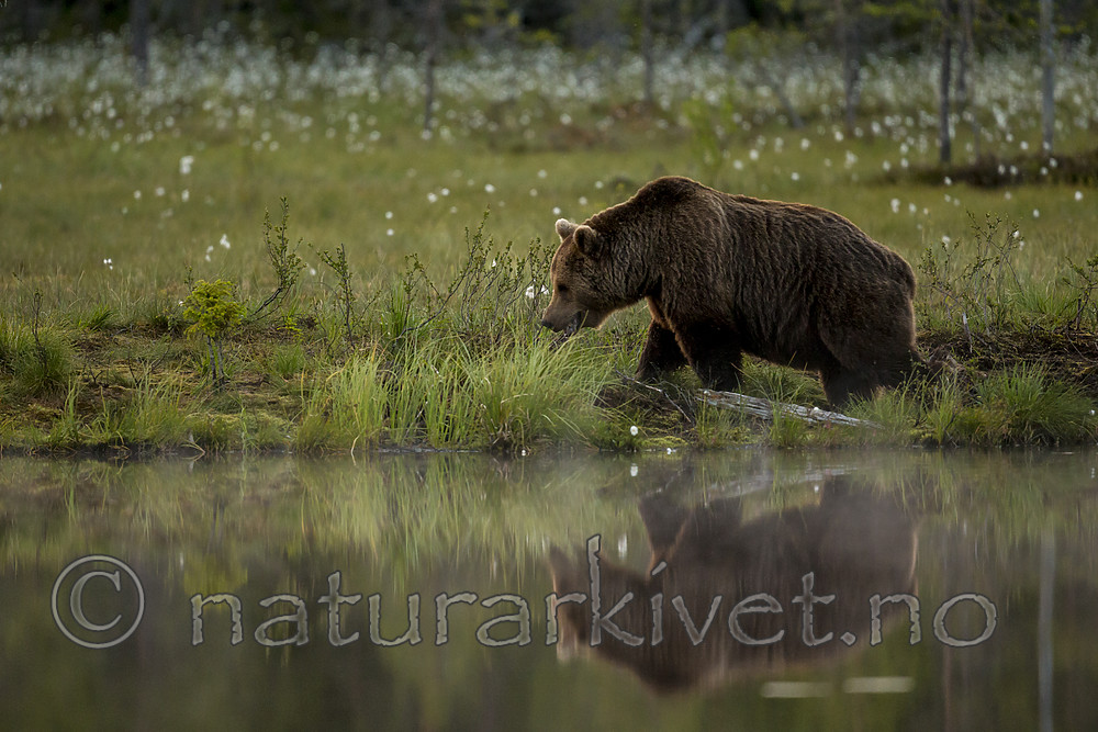KA_160624_100 / Ursus arctos / Brunbjørn