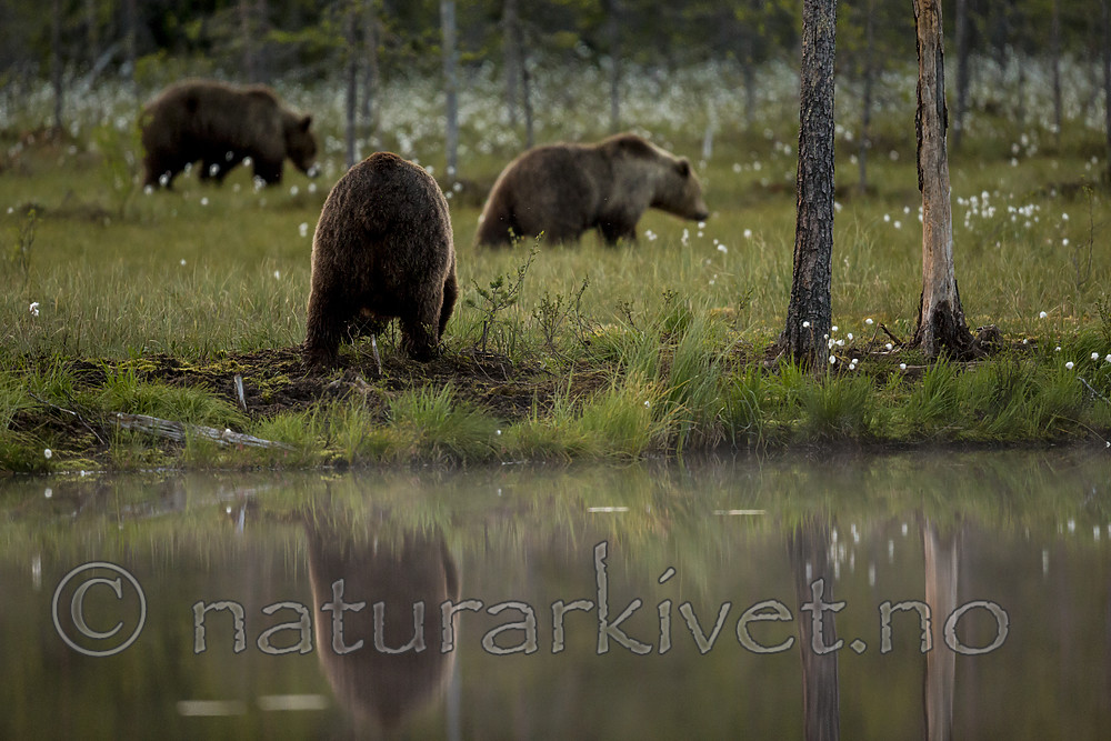 KA_160624_107 / Ursus arctos / Brunbjørn