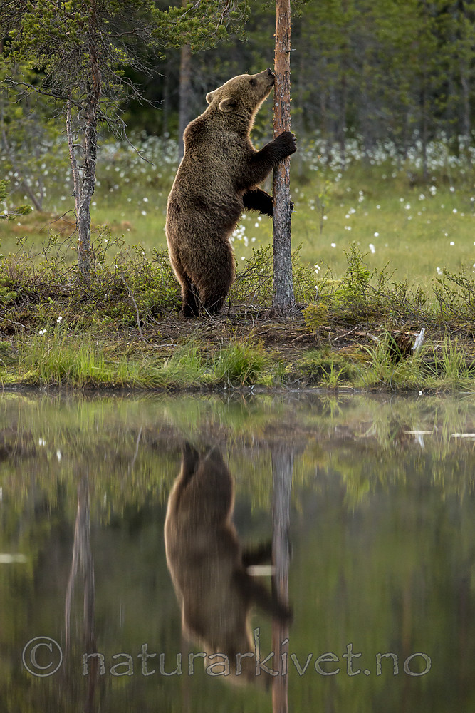 KA_160624_14 / Ursus arctos / Brunbjørn
