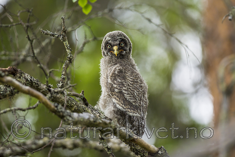 KA_160624_220 / Strix nebulosa / Lappugle