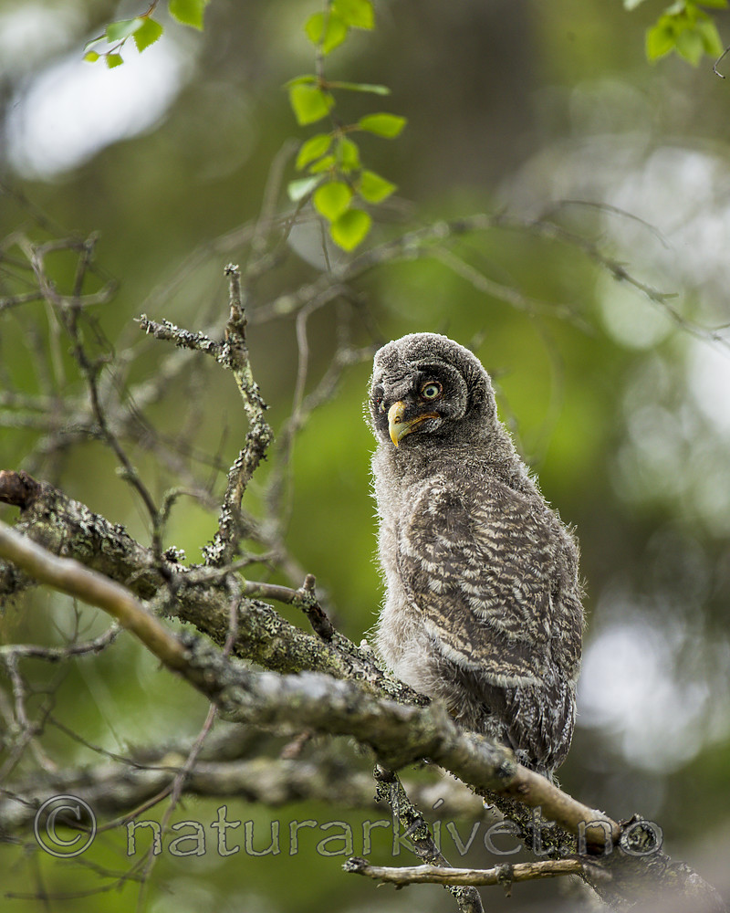 KA_160624_223 / Strix nebulosa / Lappugle