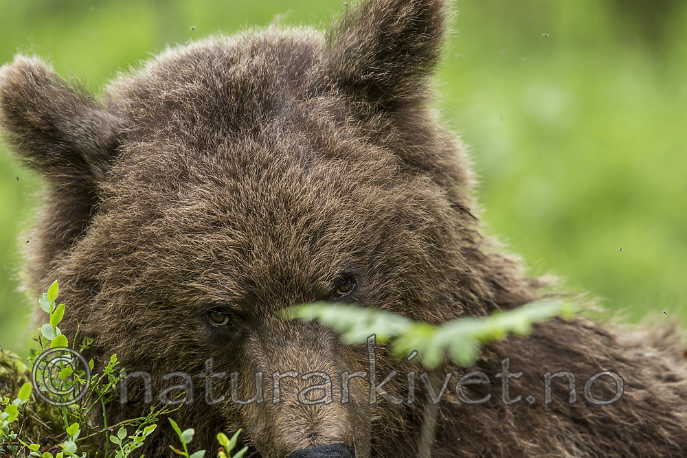KA_160624_270 / Ursus arctos / Brunbjørn