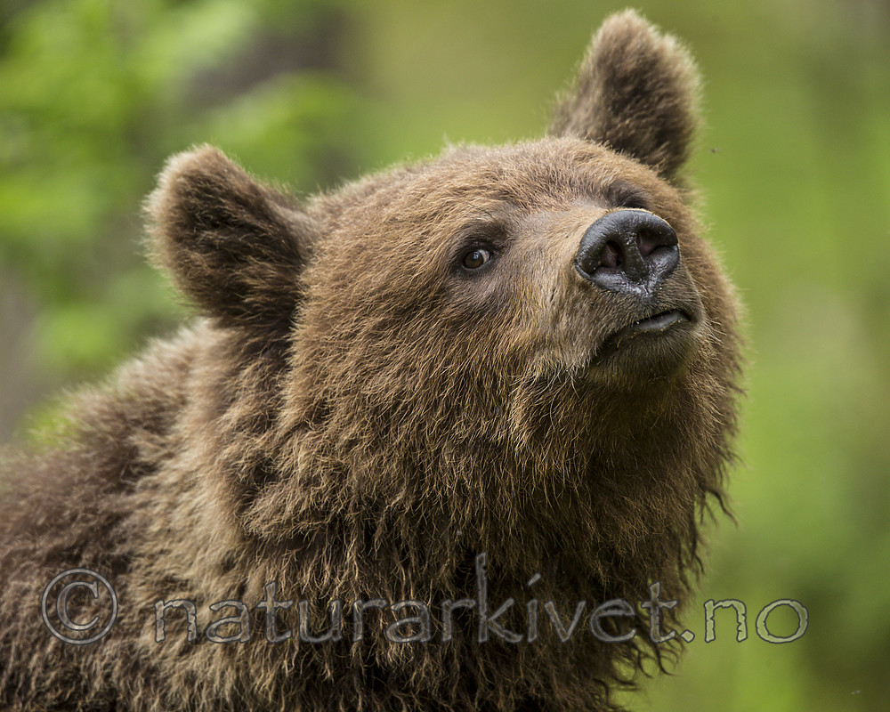 KA_160624_278 / Ursus arctos / Brunbjørn