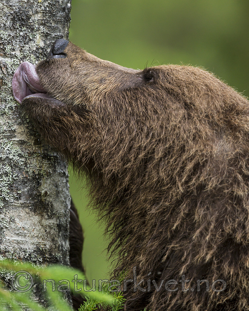 KA_160624_284 / Ursus arctos / Brunbjørn