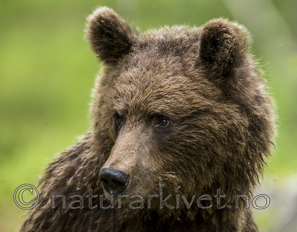 KA_160624_287 / Ursus arctos / Brunbjørn