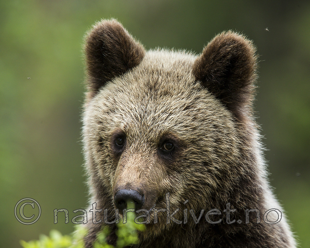 KA_160624_295 / Ursus arctos / Brunbjørn