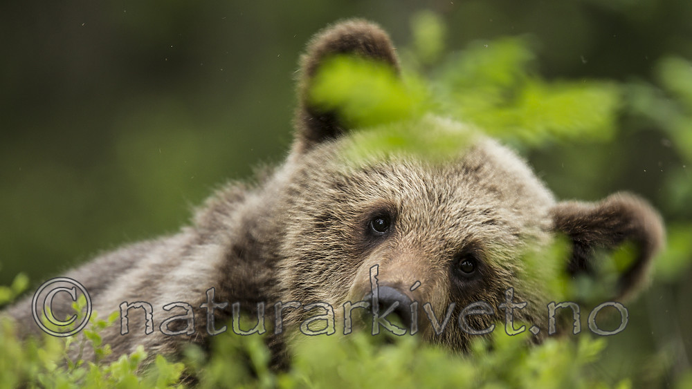 KA_160624_299 / Ursus arctos / Brunbjørn