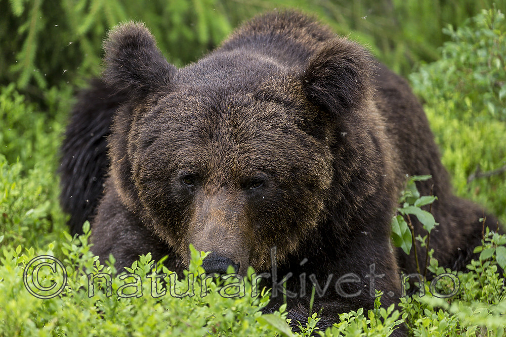 KA_160624_320 / Ursus arctos / Brunbjørn