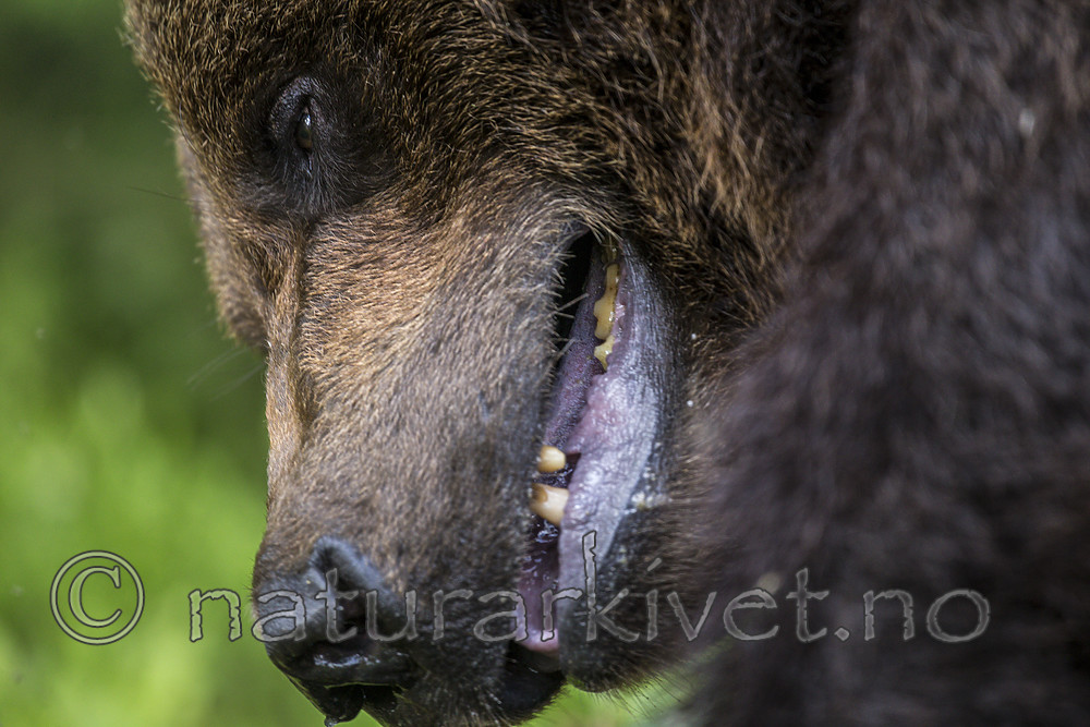 KA_160624_333 / Ursus arctos / Brunbjørn