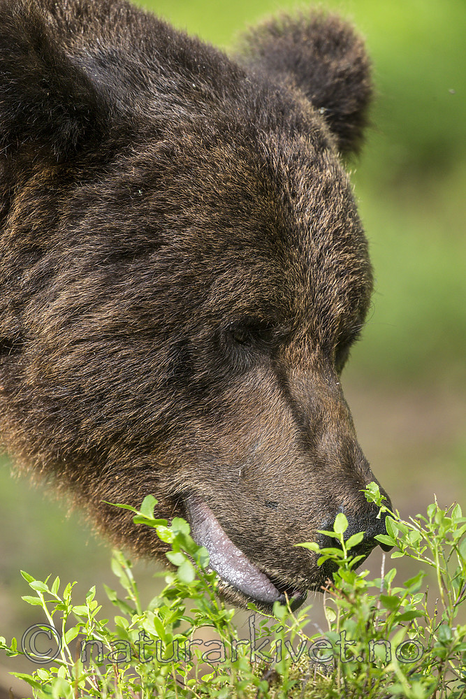 KA_160624_340 / Ursus arctos / Brunbjørn