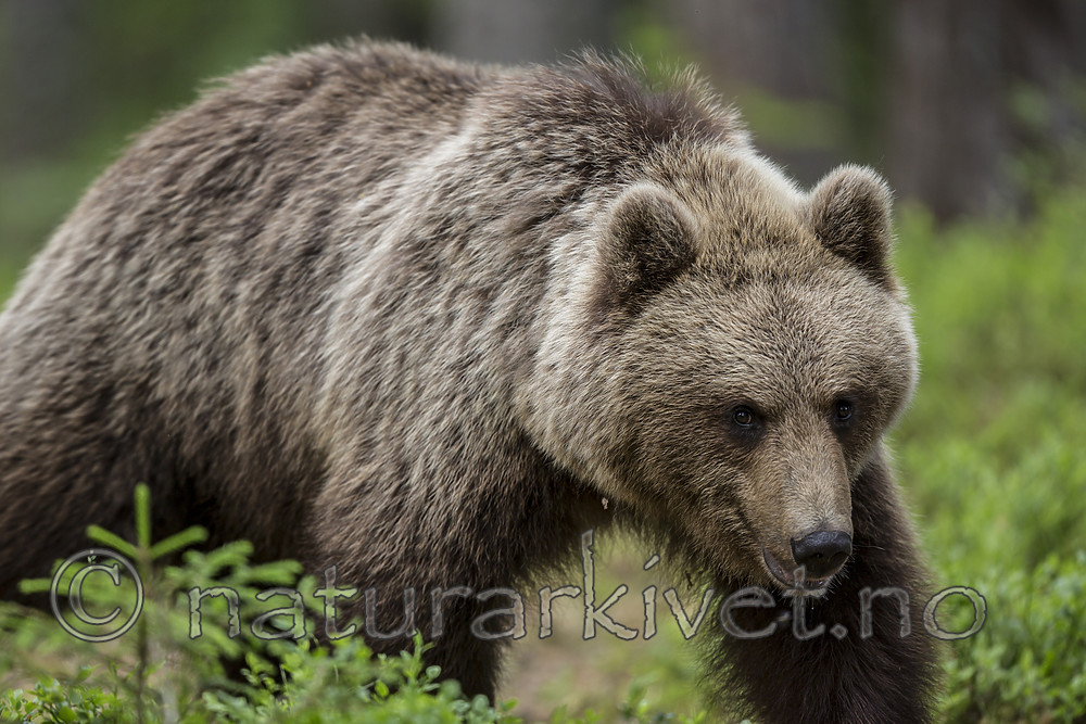 KA_160624_358 / Ursus arctos / Brunbjørn