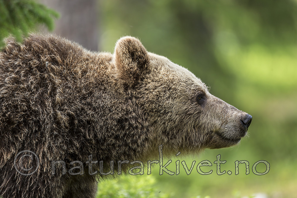 KA_160624_360 / Ursus arctos / Brunbjørn