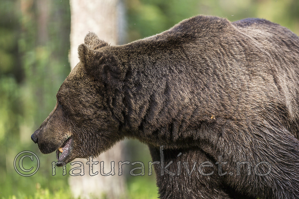 KA_160624_368 / Ursus arctos / Brunbjørn