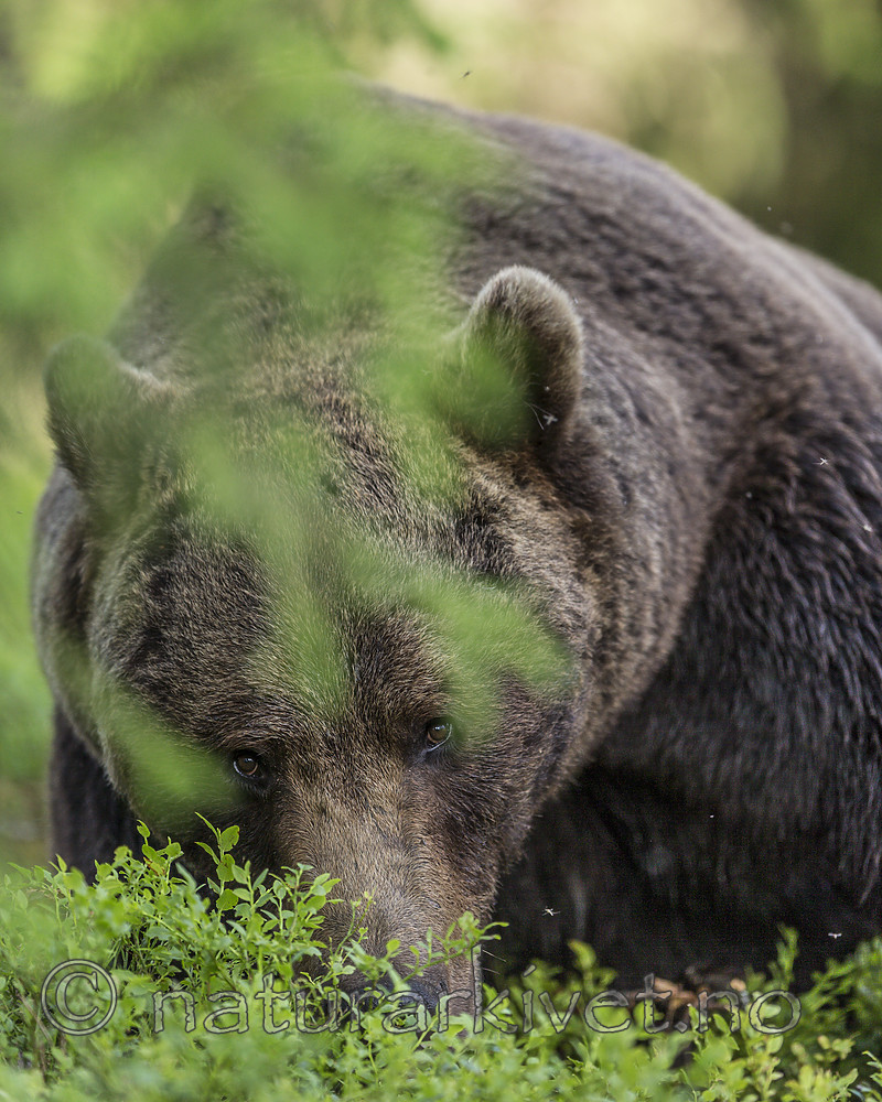 KA_160624_384 / Ursus arctos / Brunbjørn