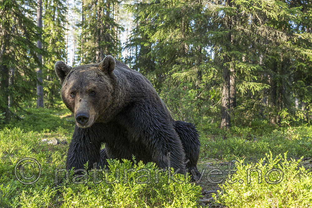 KA_160624_398 / Ursus arctos / Brunbjørn