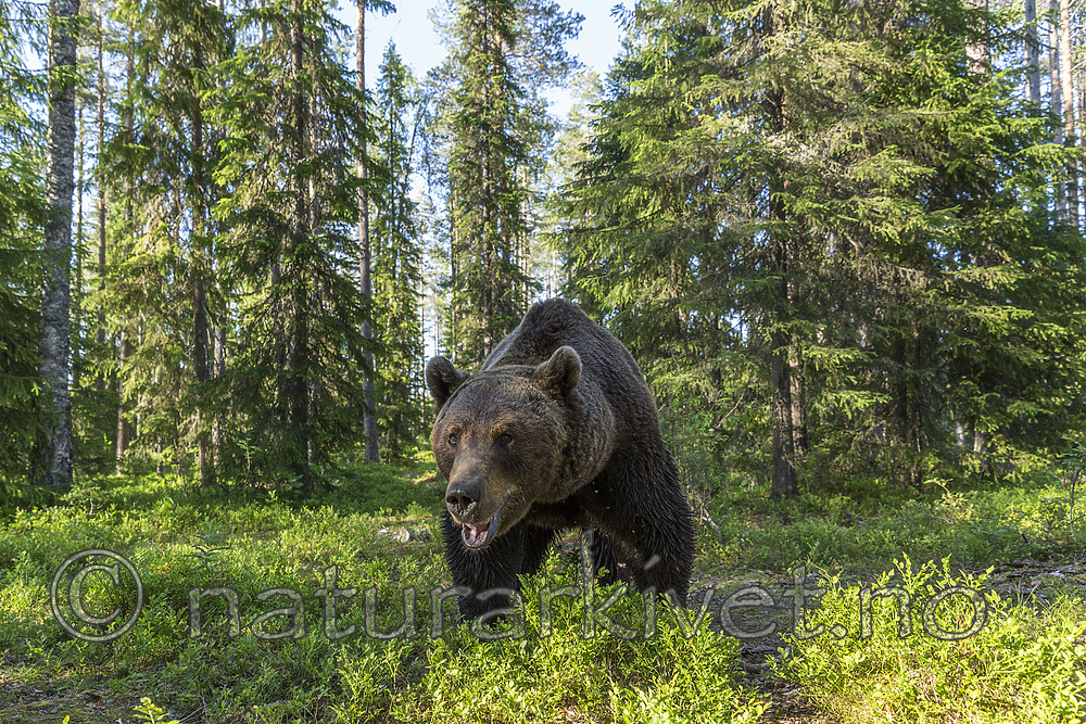 KA_160624_400 / Ursus arctos / Brunbjørn