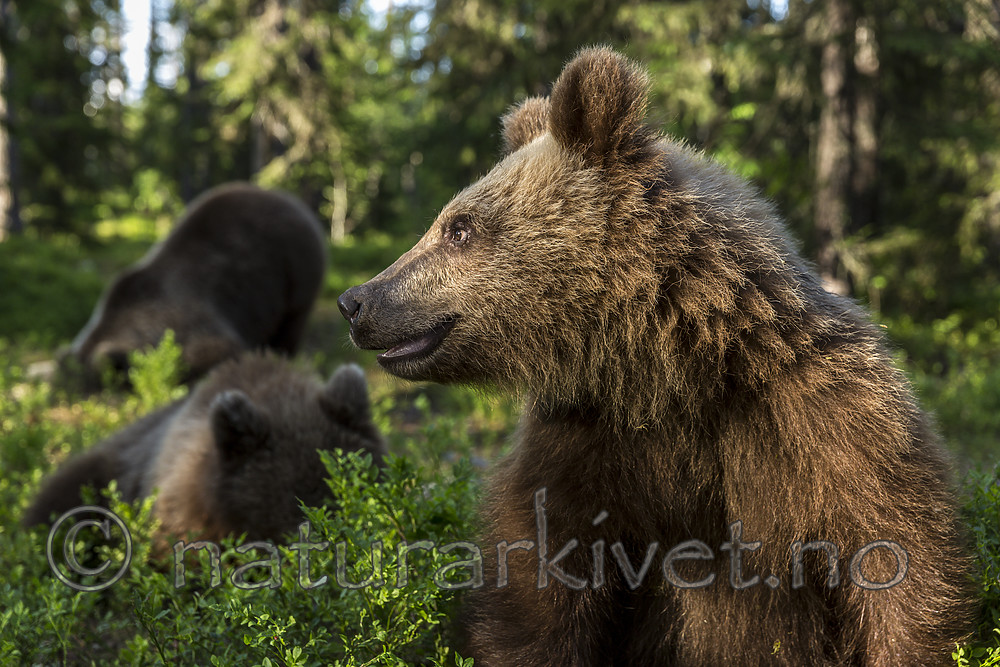 KA_160624_410 / Ursus arctos / Brunbjørn