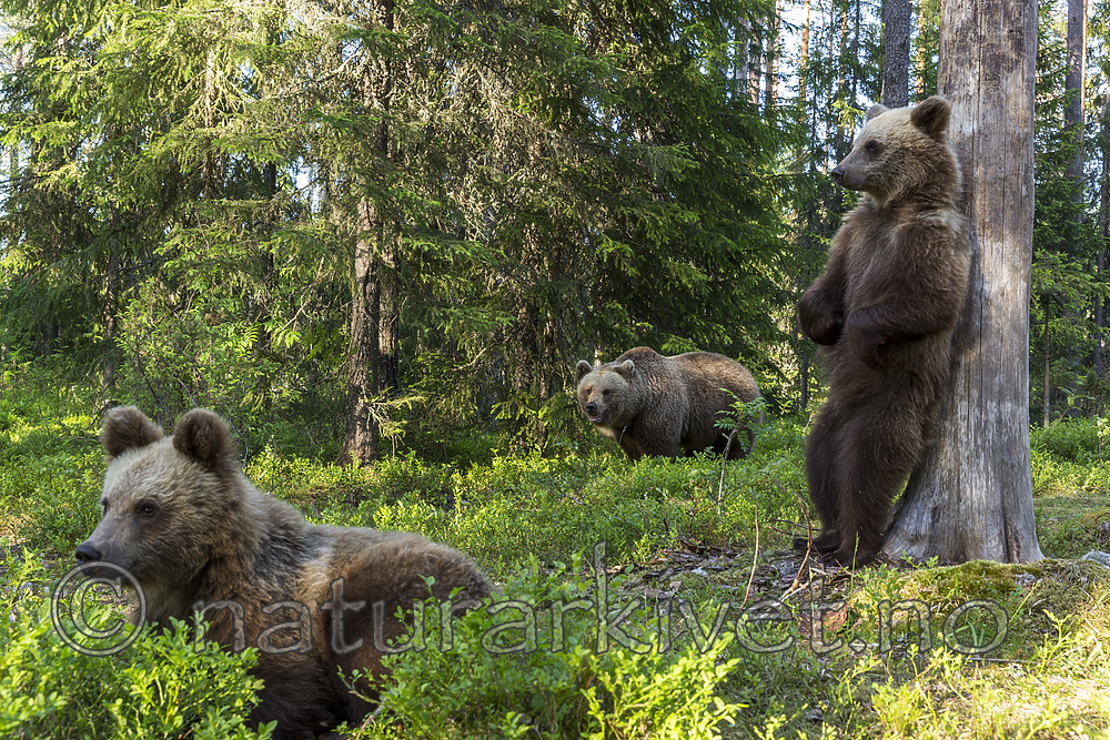 KA_160624_444 / Ursus arctos / Brunbjørn