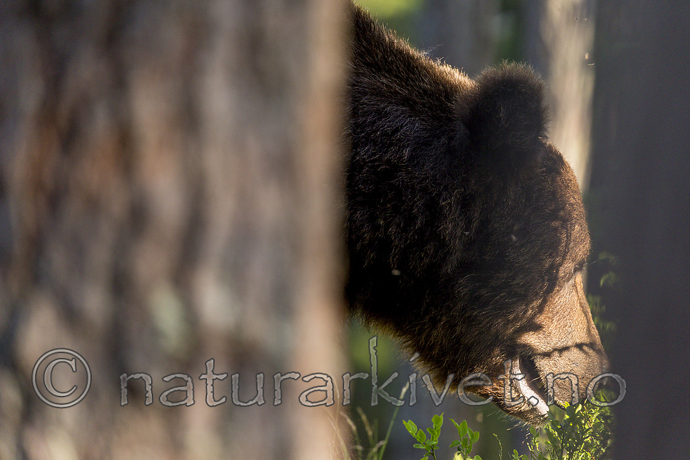 KA_160624_463 / Ursus arctos / Brunbjørn